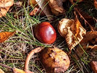 Close-up of fresh horse chestnuts (Aesculus hippocastanum). Autumn background with heap of ripe brown horse chestnuts and prickly shell