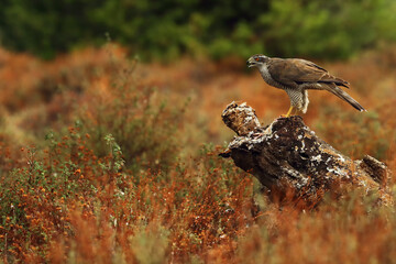 The northern goshawk (Accipiter gentilis) sits on a tree with a quail in its talons. A hawk with...