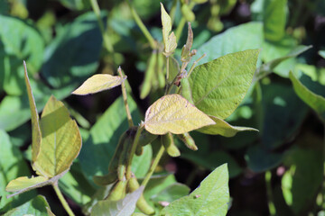 Soybean plants damaged by Red Spider Mite (Tetranychus urticae).