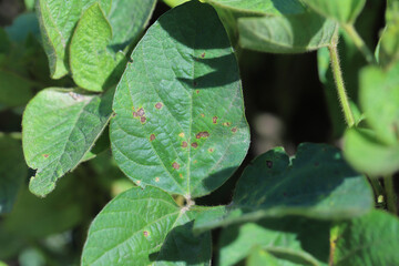 Frogeye leaf spot (Cercospora sojina) discreet circular lesions on soybean leaf