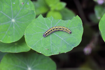 Caterpillar of cabbage white butterfly, Pieris brassicae, on a leaf of nasturtium.