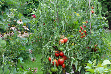 Tomatoes, herbs and other vegetables in the garden.