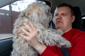Foto op Canvas Millennial man with cringing squeamish grimace on his face holds fluffy Chinese crested dog in front of him at arms length while riding in car in passenger seat © sommersby