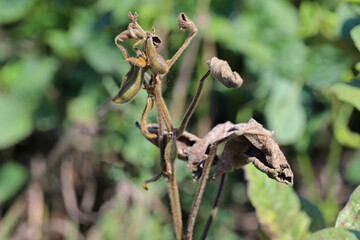Soybean plants damaged by Red Spider Mite (Tetranychus urticae).