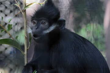 フランソワルトン