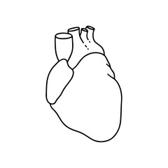 Vector, anatomical heart. Realistic Heart icon isolated on white background. Vector medical heart logo. 