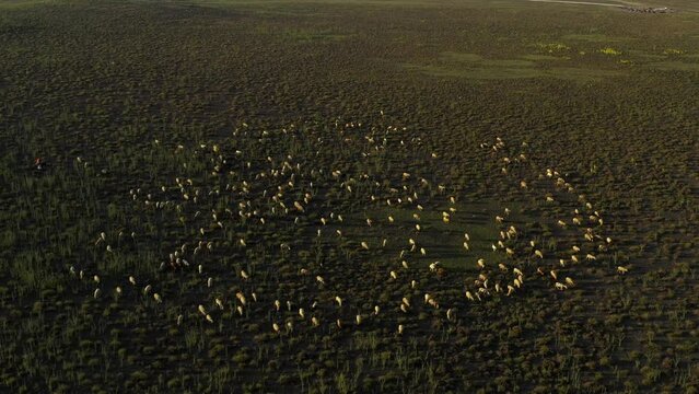 A flock of sheep grazing on pasture aerial view. . High quality 4k footage