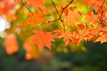 Colourful maple leaves in autumn season color when the leaves change colorful  of is in the park, green, yellow, orange and red discoloration