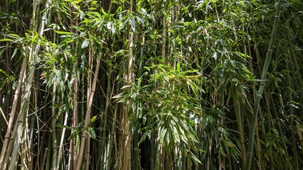 bamboo cane with green leaves for background