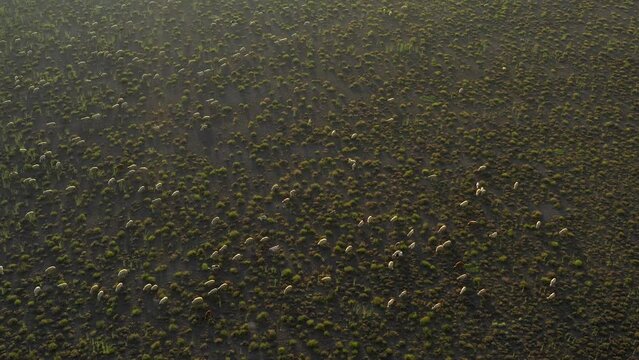 A flock of sheep grazing on pasture aerial view. . High quality 4k footage