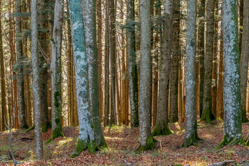 Detail of the Casentino forest near Badia Prataglia, Arezzo, Italy, during the autumn season