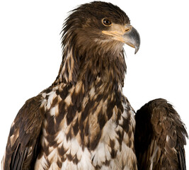 Buzzard Eagle's Head Close-Up