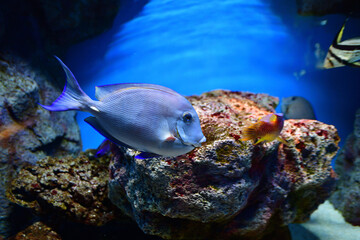 Fototapeta na wymiar サンゴ礁の魚 