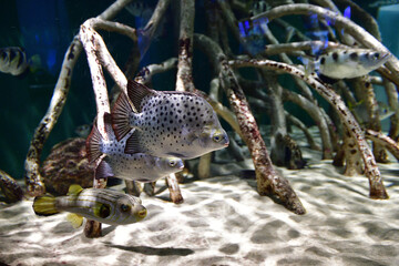 斑点の魚