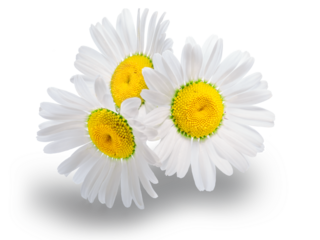 Backlit chamomile daisy flowers isolated. Matricaria chamomilla herb