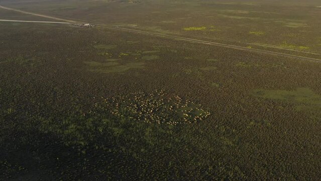 A flock of sheep grazing on pasture aerial view. . High quality 4k footage