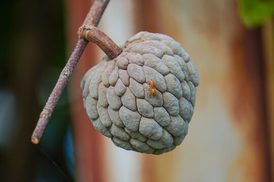 Sugar Apple Or Sweet Sop With A Spider On It