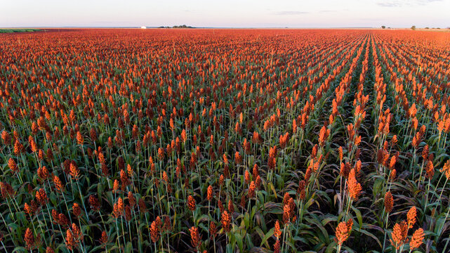 Planta&ccedil;&atilde;o de Sorgo