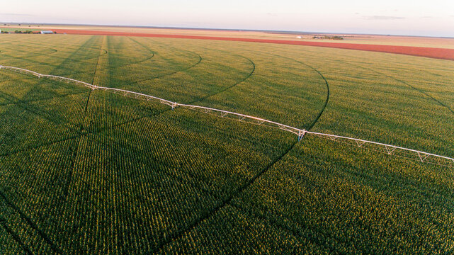 Planta&ccedil;&atilde;o de Milho e Sorgo