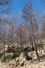 Rock and stones among the trees burned by fire