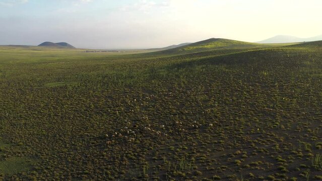 A flock of sheep grazing on pasture aerial view. . High quality 4k footage