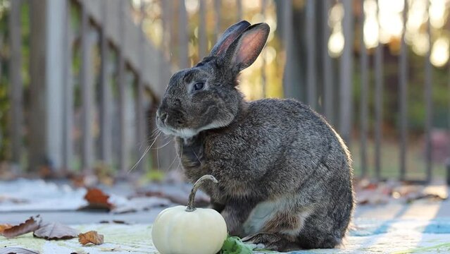 Gray Rabbit cleans paws and looks to camera in fall autumn setting with beautiful bokeh light