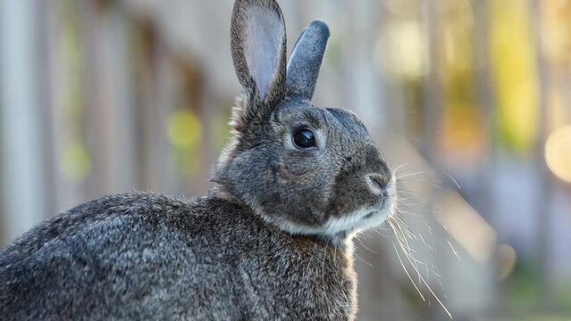 Small Gray Rabbit right side profile closeup and turns to camera soft golden bokeh light