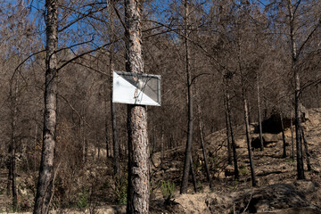 Private hunting sign in Spain, nailed to a pine burned by forest fire