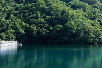 池と森