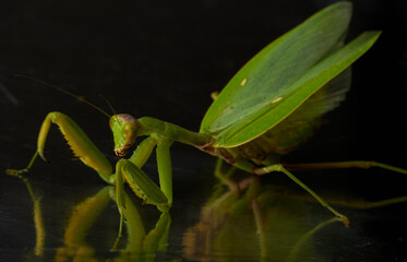 Portrait cute large green praying mantis on a black background with body reflection
