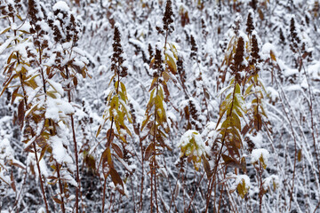 Yellow branches in the snow