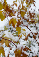 Closeup on yellow leafs under the snow