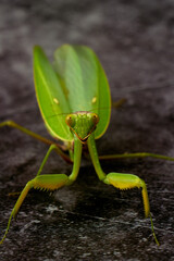 Cute large green praying mantis on a darck background.