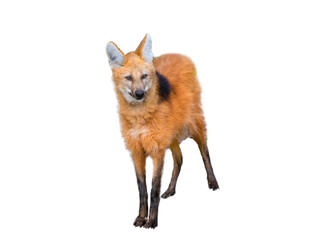 maned wolf isolated on white background