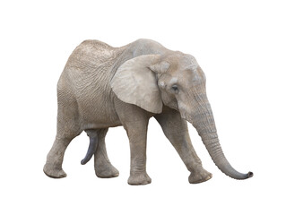 Fototapeta na wymiar walking african elephant isolated on white background
