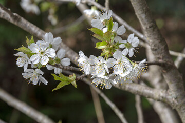 Spring blossom