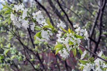 Spring blossom