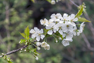 Spring blossom