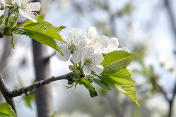 Spring blossom