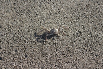 little crab on beach sand in sunny day