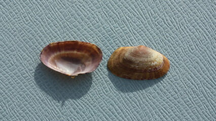 Seashell of bivalve mollusc flat sunsetclam or large sunsetclam, large sunset shell (Gari depressa) on a blue background. Place of find: Aegean Sea, Greece, Halkidiki © Alexey