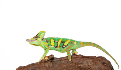 Chameleon in photostudio