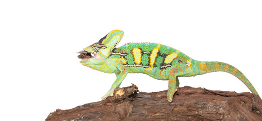 Chameleon in photostudio