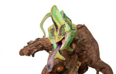 Chameleon in photostudio