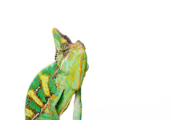 Chameleon in photostudio