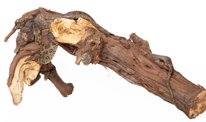 Viperine snake in photostudio