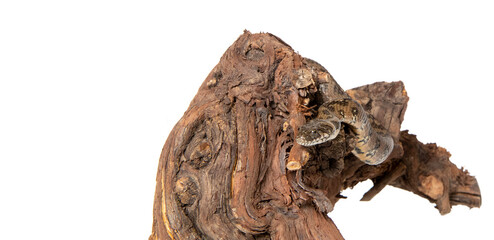 Viperine snake in photostudio