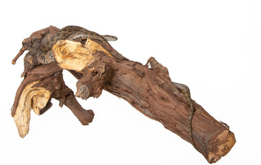 Viperine snake in photostudio