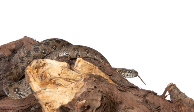 Viperine snake in photostudio