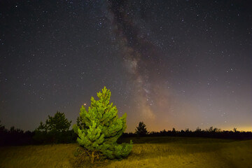 alone pine tree among sandy prairie under a starry sky, beautiful night natural landscape